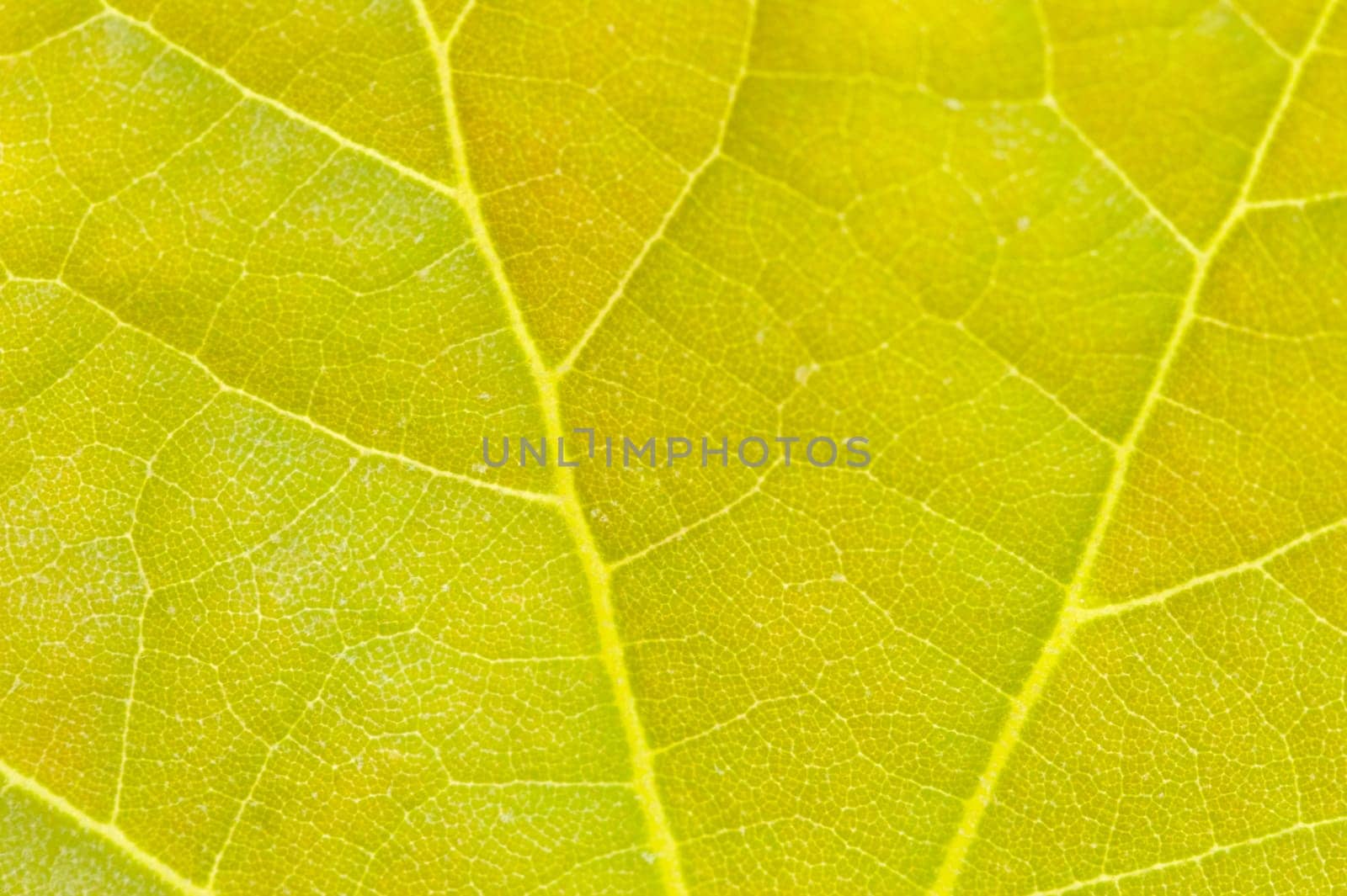 a photo macro of a green leaf