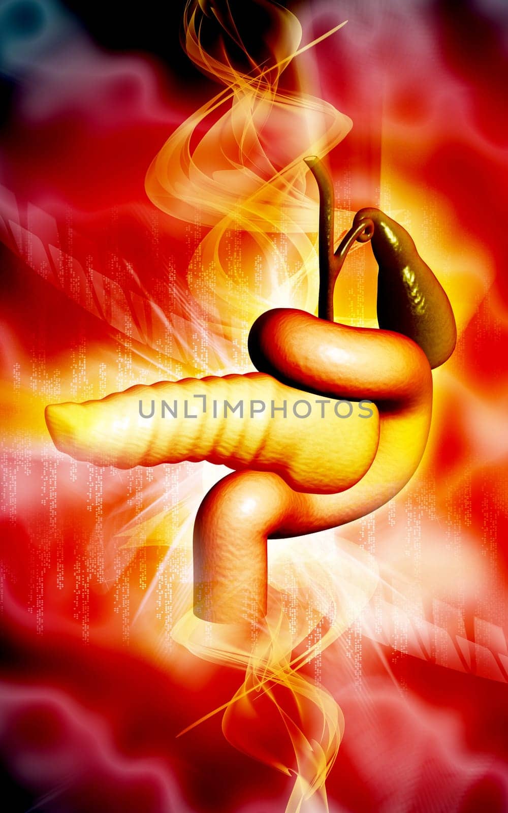 Digital illustration of pancreas in colour background