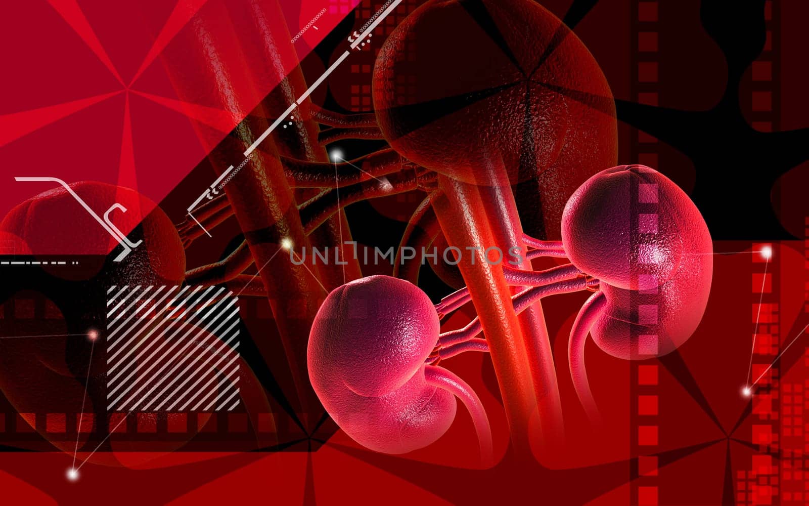 Digital illustration of kidney in colour background