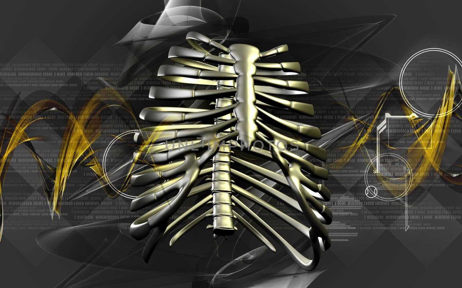 Digital illustration of rib cage in colour background