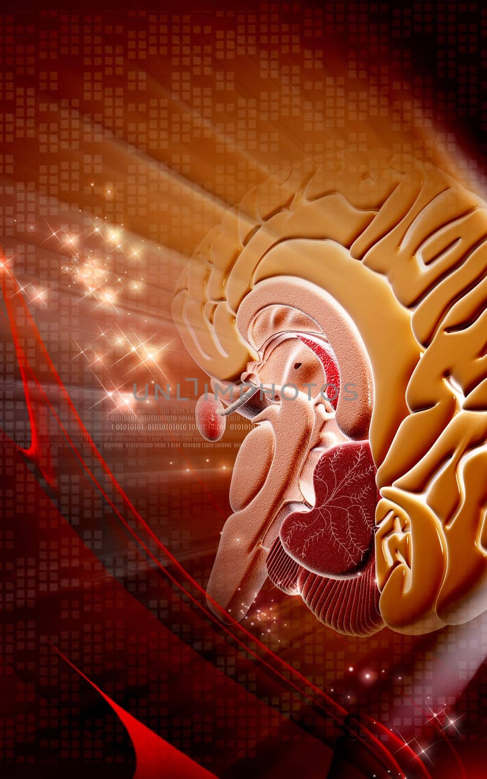 Digital illustration of brain in colour background