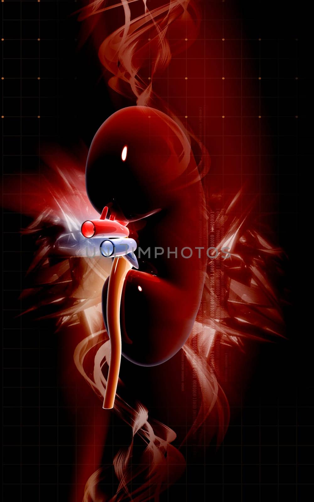 Digital illustration of kidney in colour background