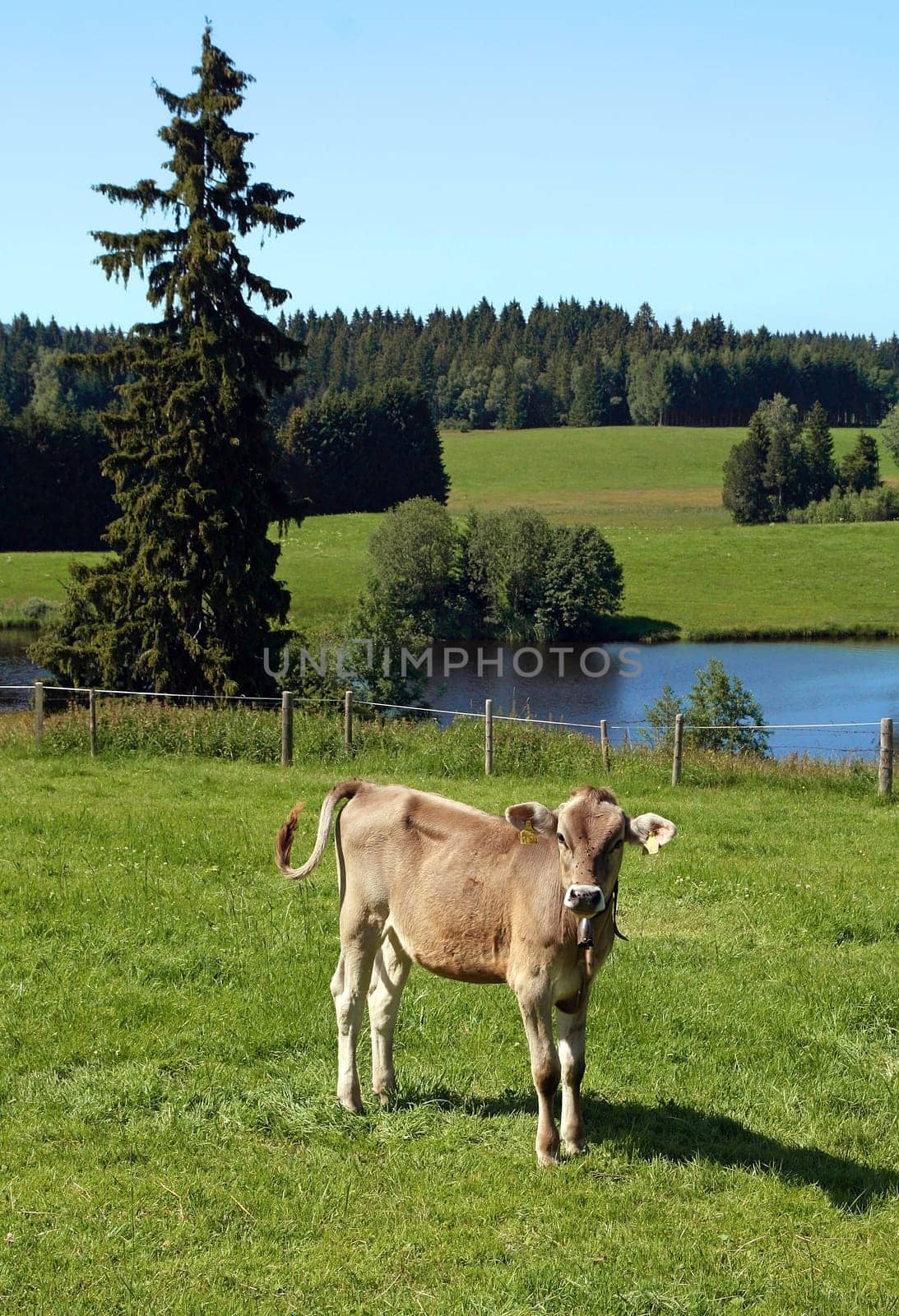 A calf in an Allgäu meadow