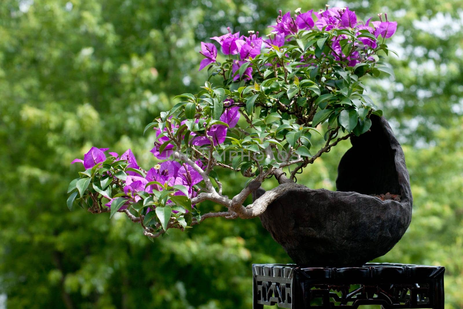 Bouganvillea as a flowering bonsai tree