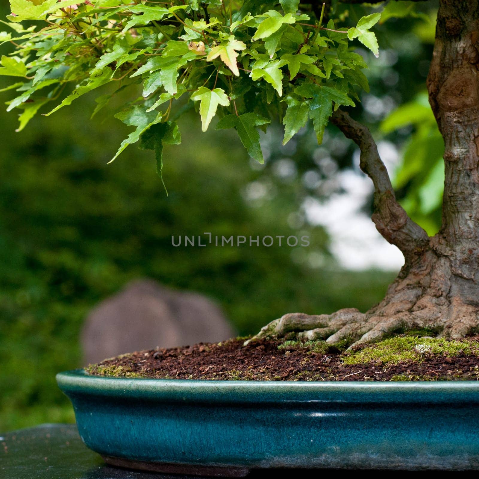 Three-pointed maple Acer buergerianum as a bonsai tree