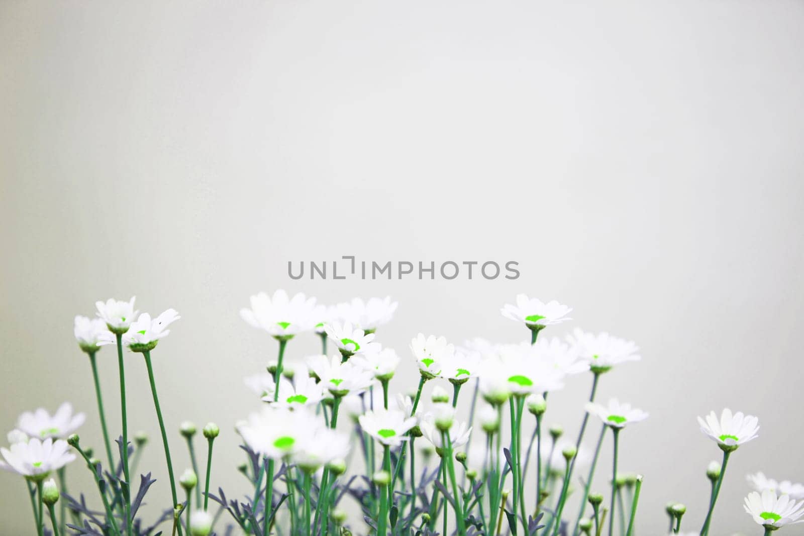 Many white margaros in a row with text space above the flowers