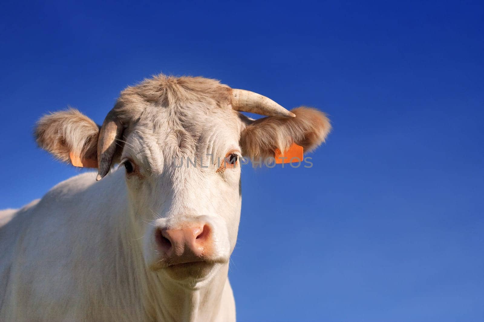a white cow in a prairie