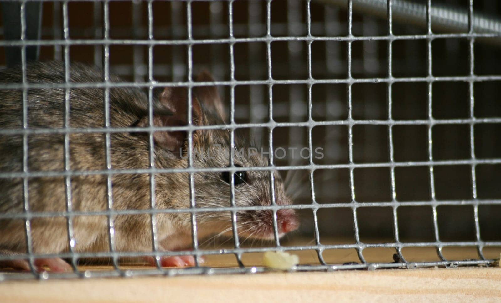 trapped mouse