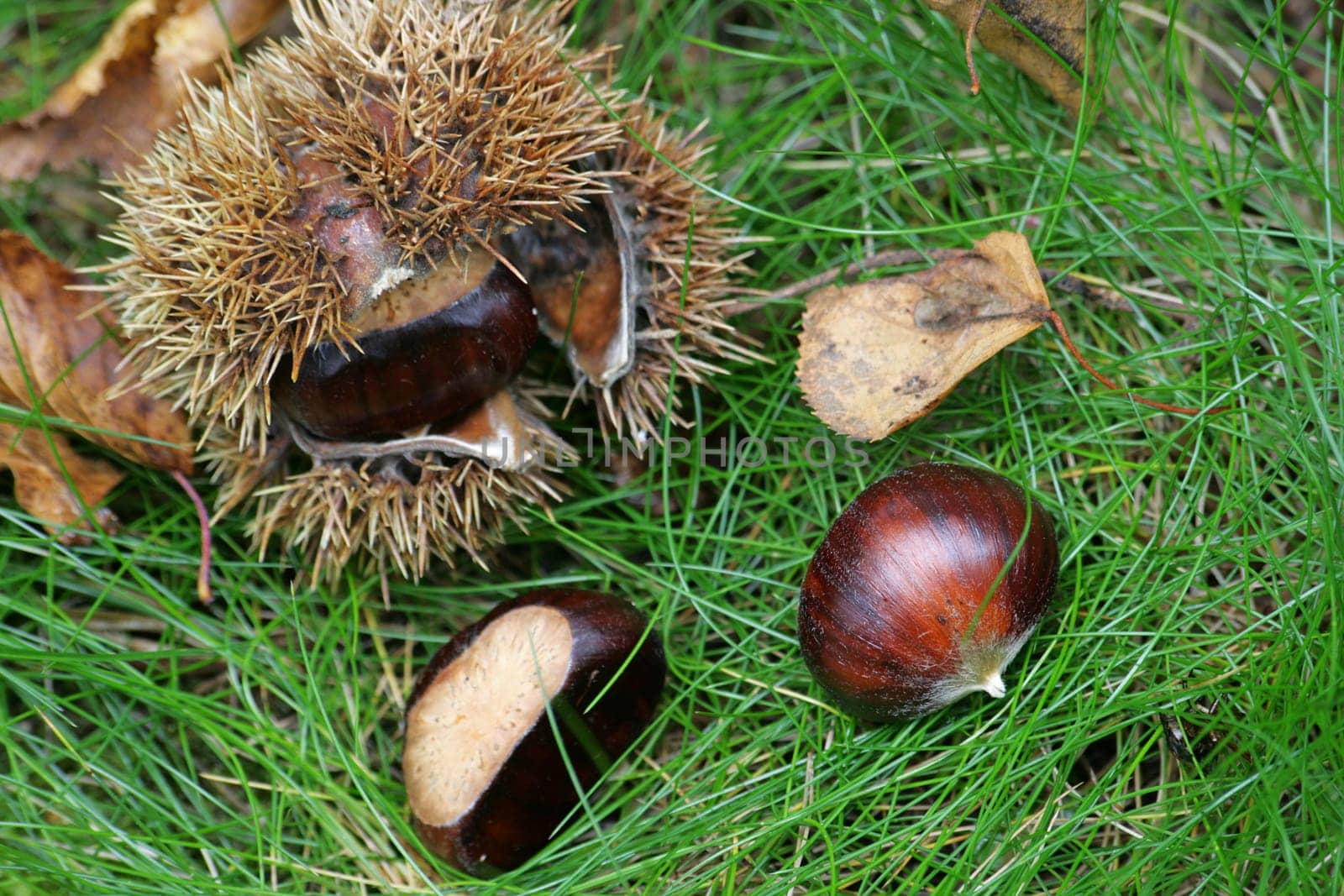 Chestnut