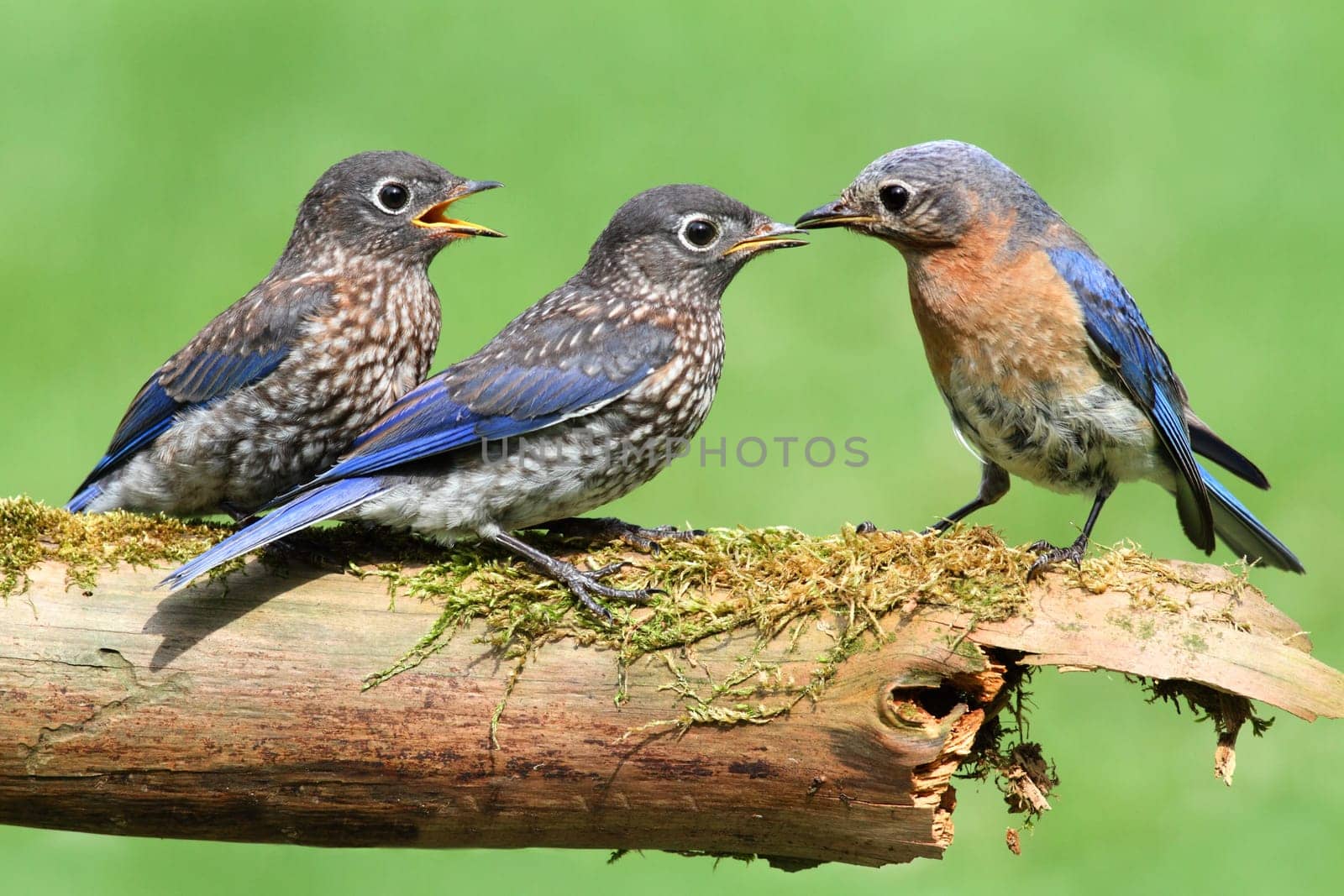 Female Eastern Bluebird (Sialia sialis) with her hungry babies