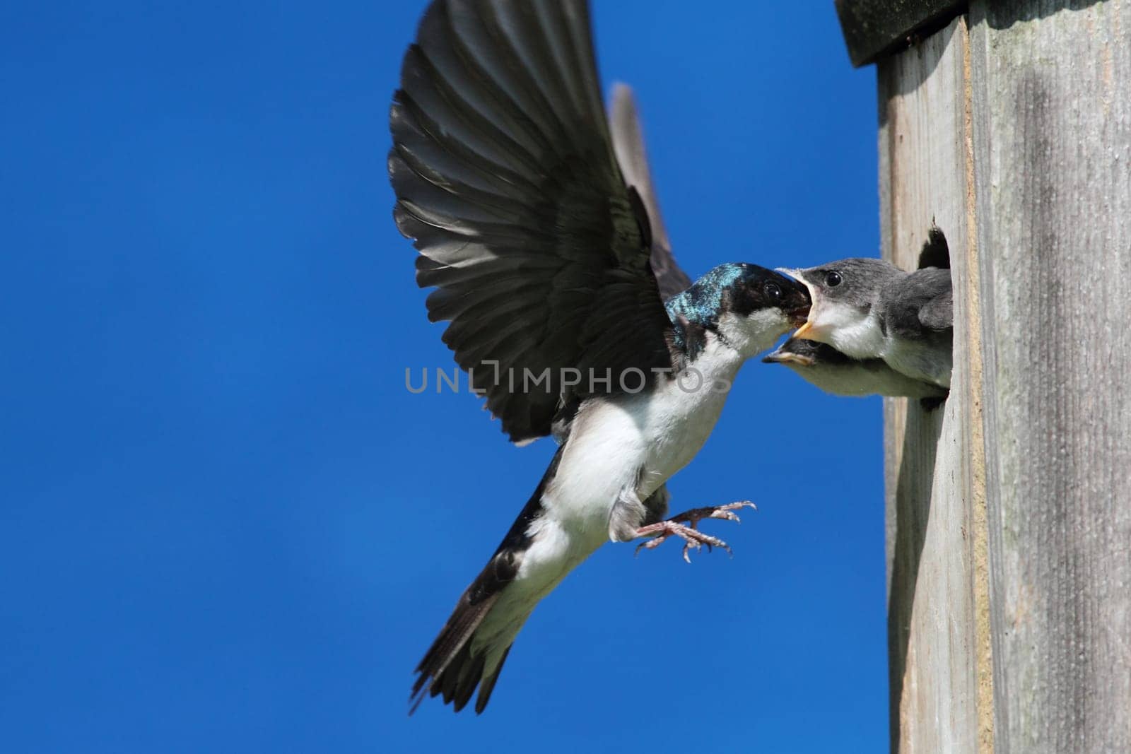 Tree Swallow (tachycineta bicolor) feeding hungry babies
