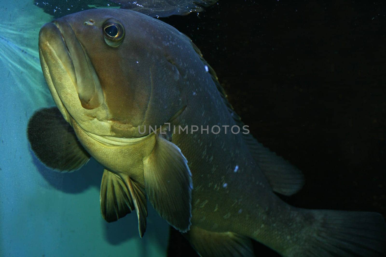 fish or fish sea