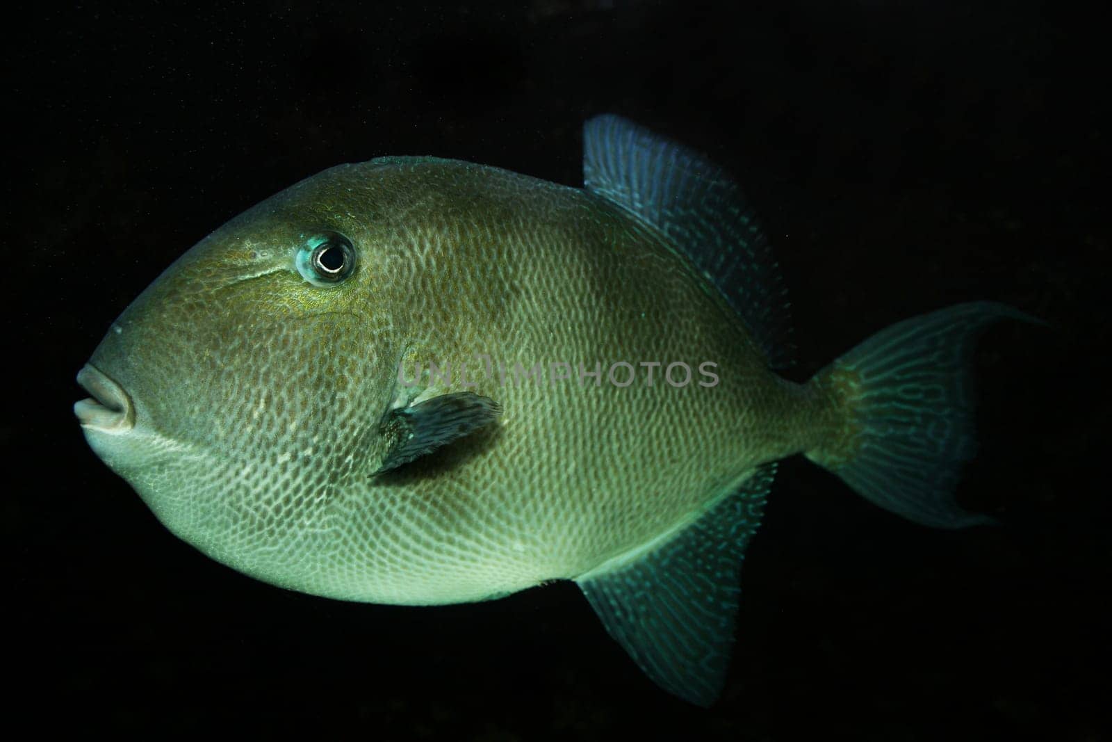 fish or fish sea