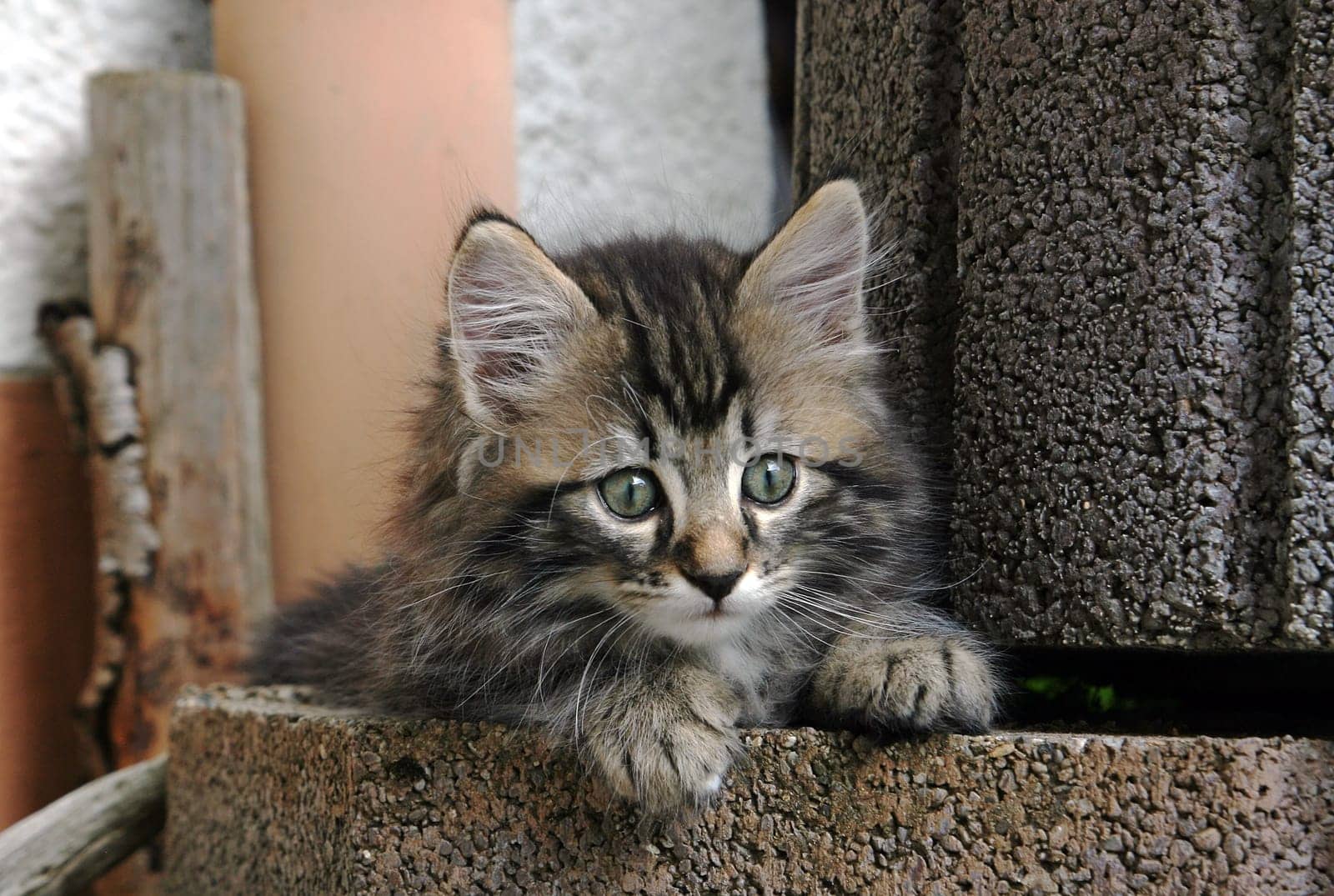Long-haired little baby cat