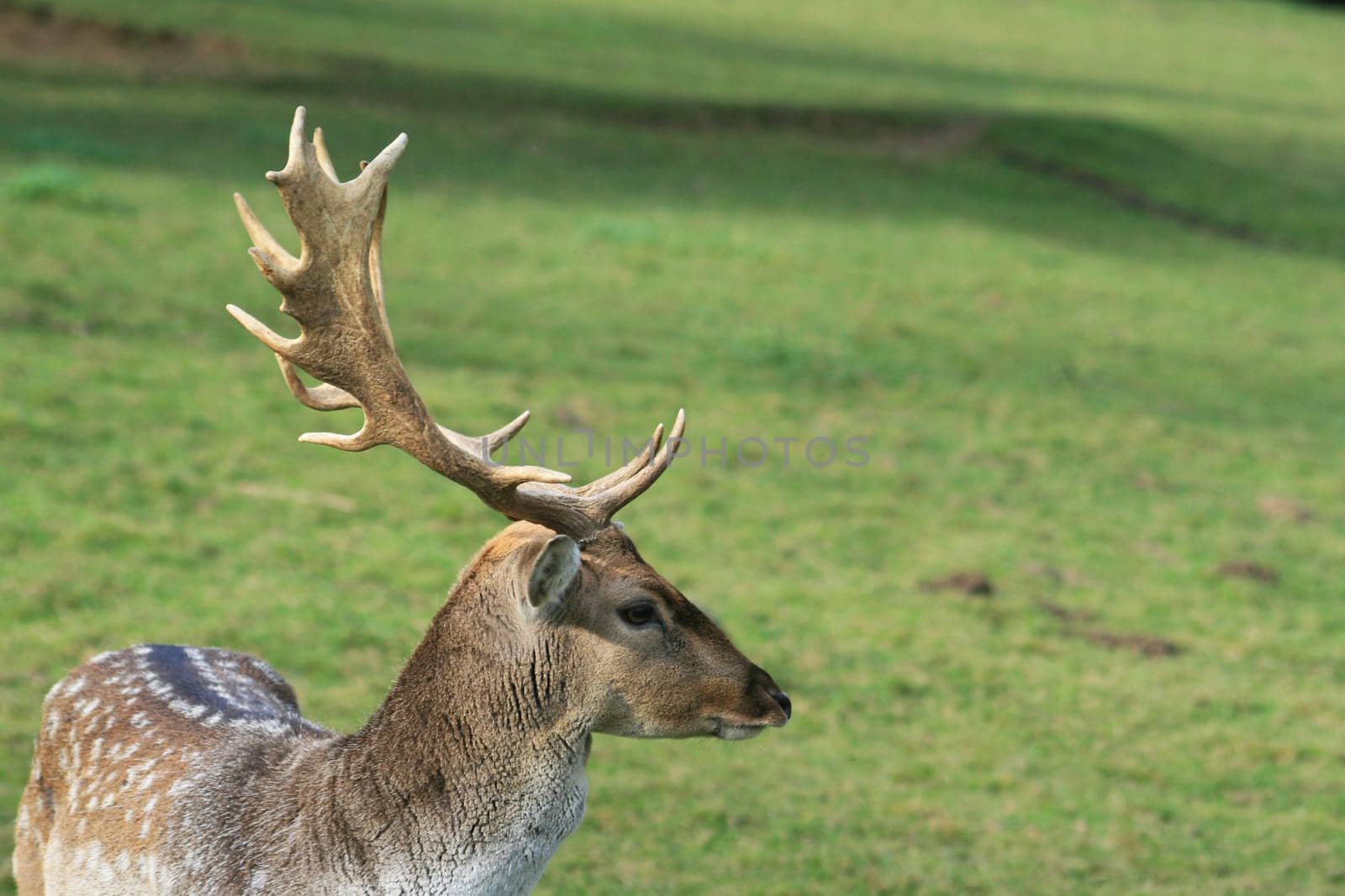 Fallow deer