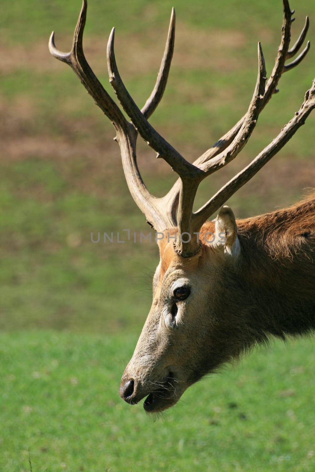 David's deer