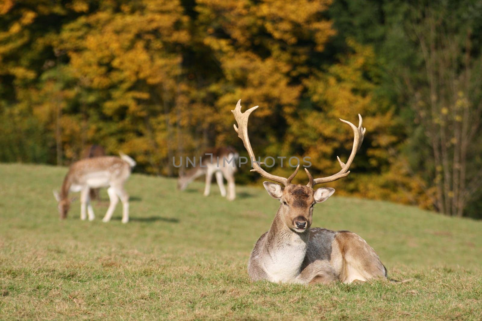 Fallow deer