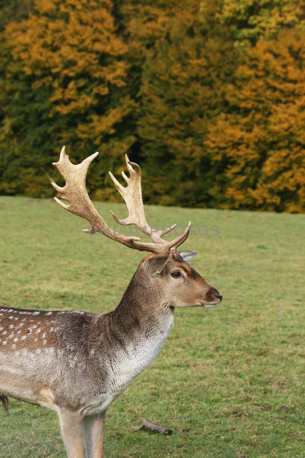Fallow deer