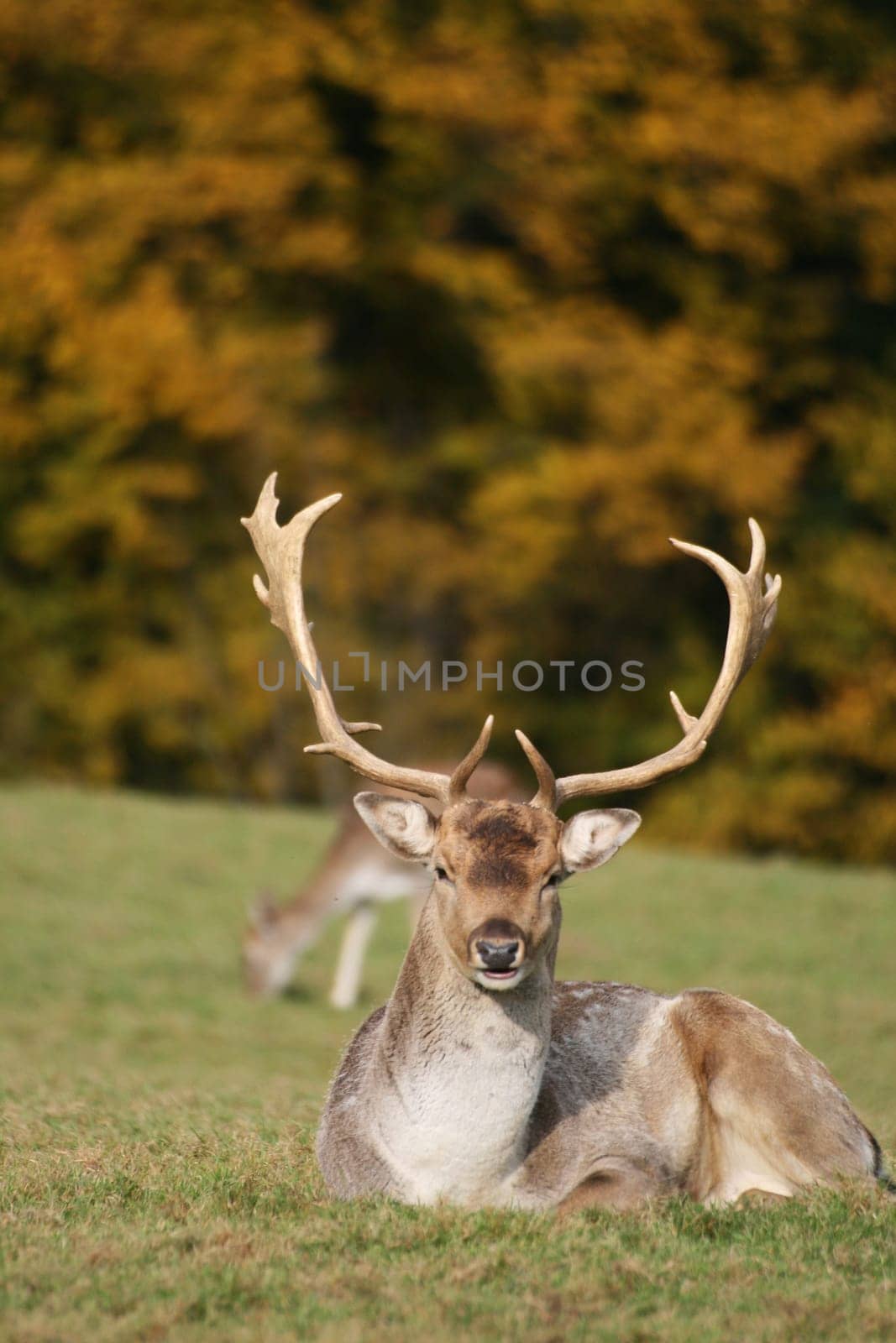 Fallow deer
