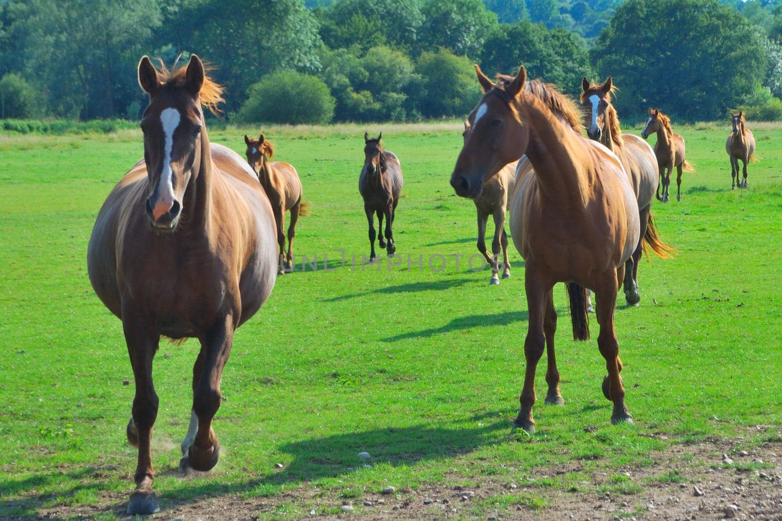 Group of horses running to camera