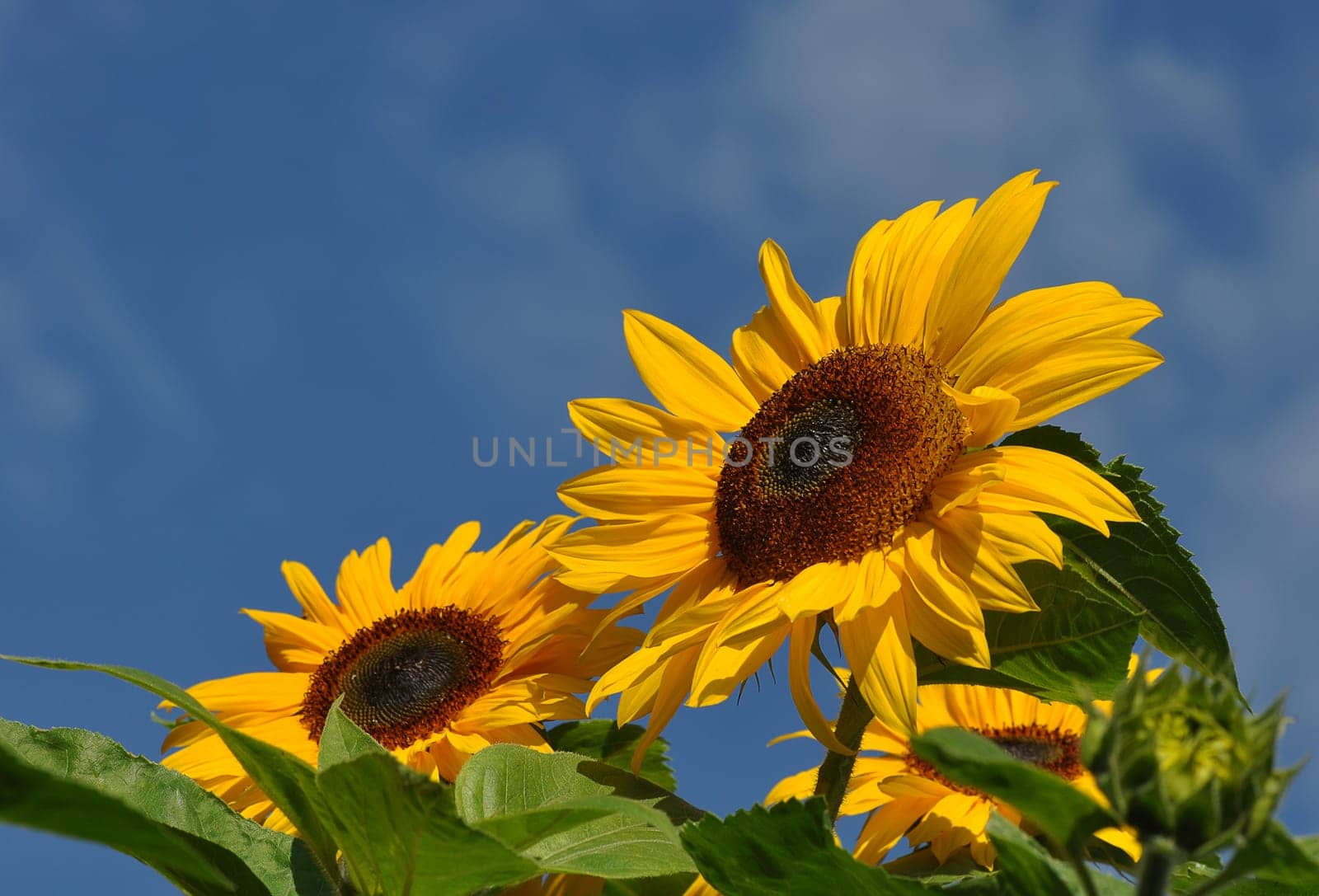 sunflowers