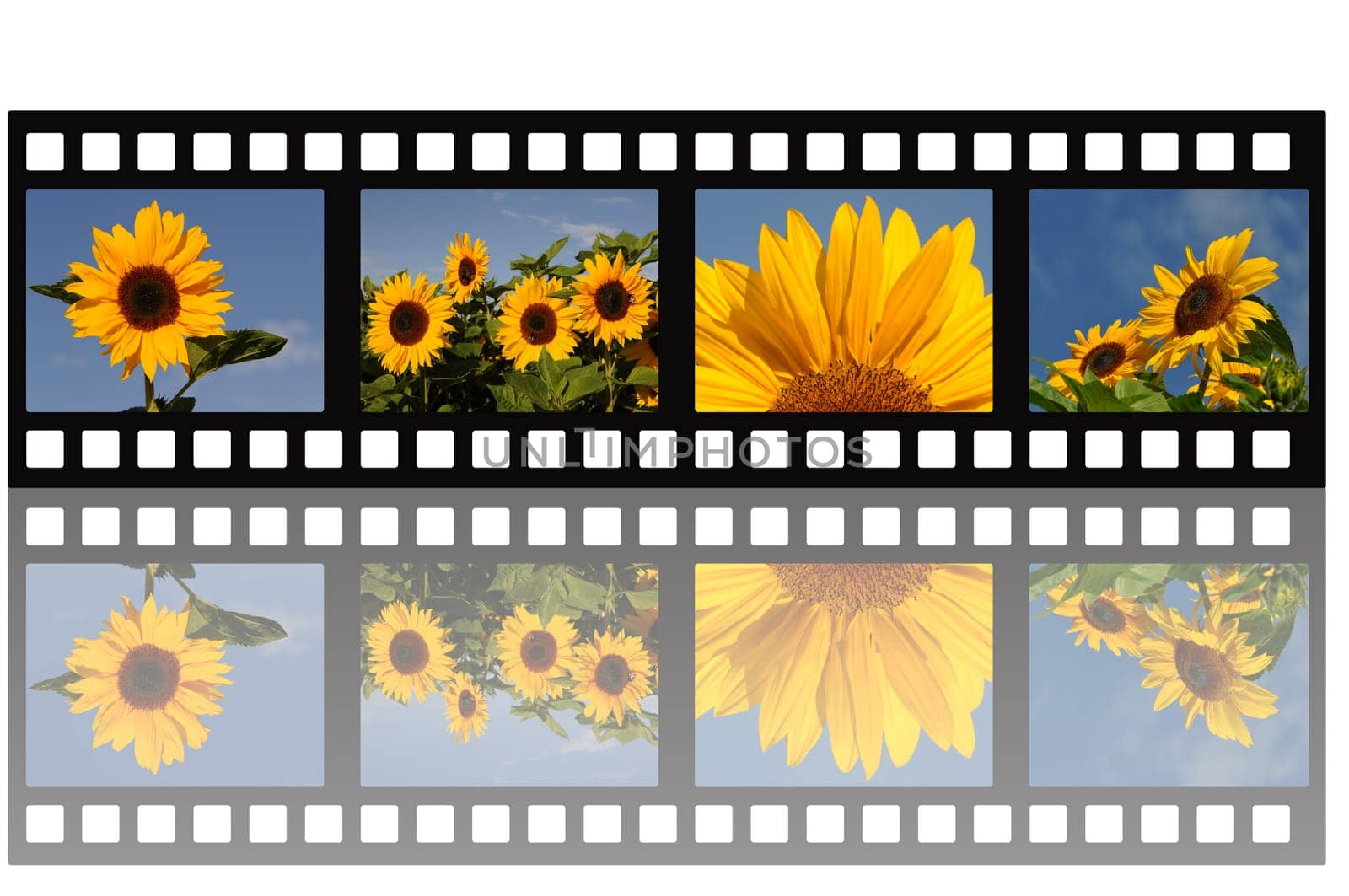 Filmstrip Sunflowers