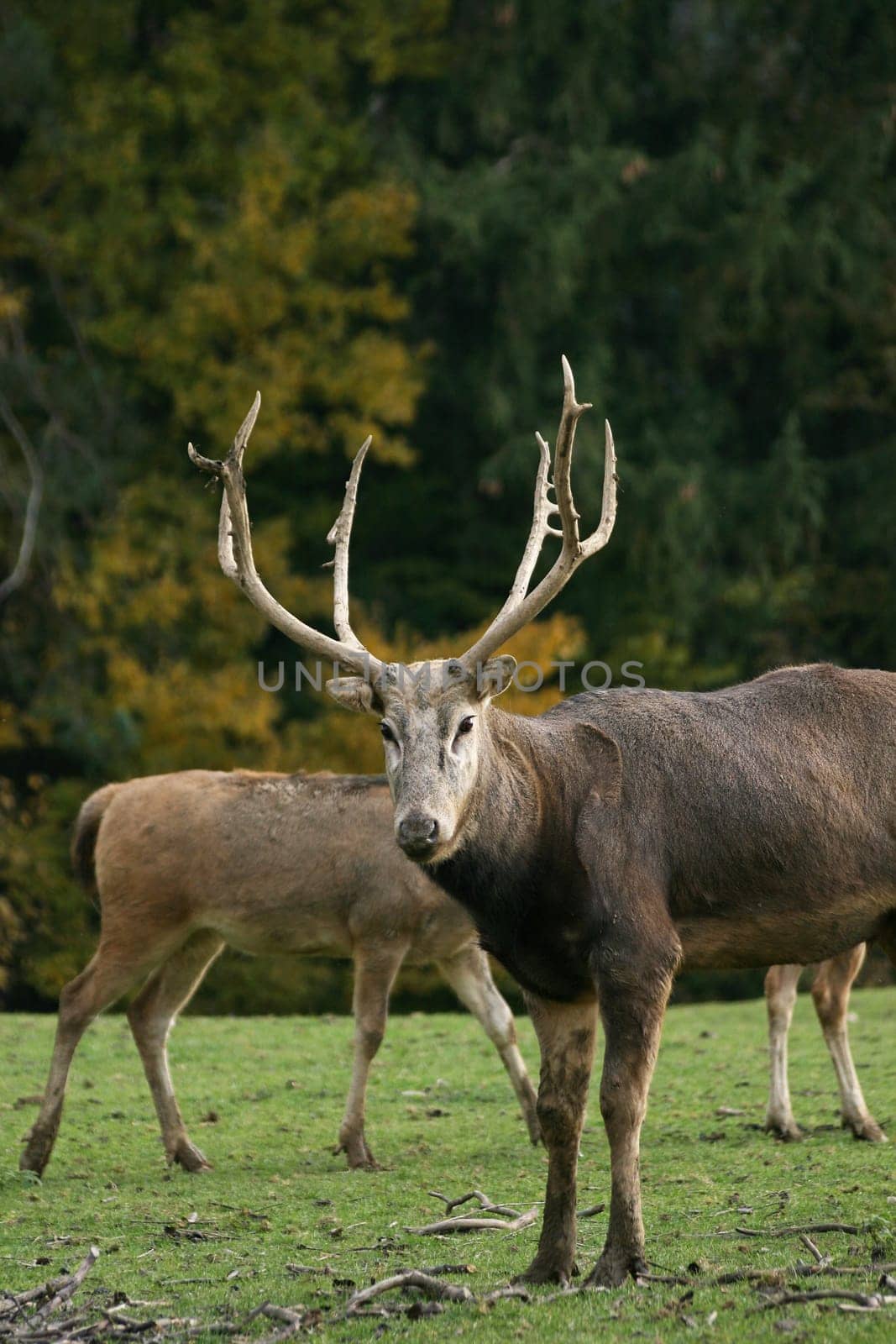 David's deer