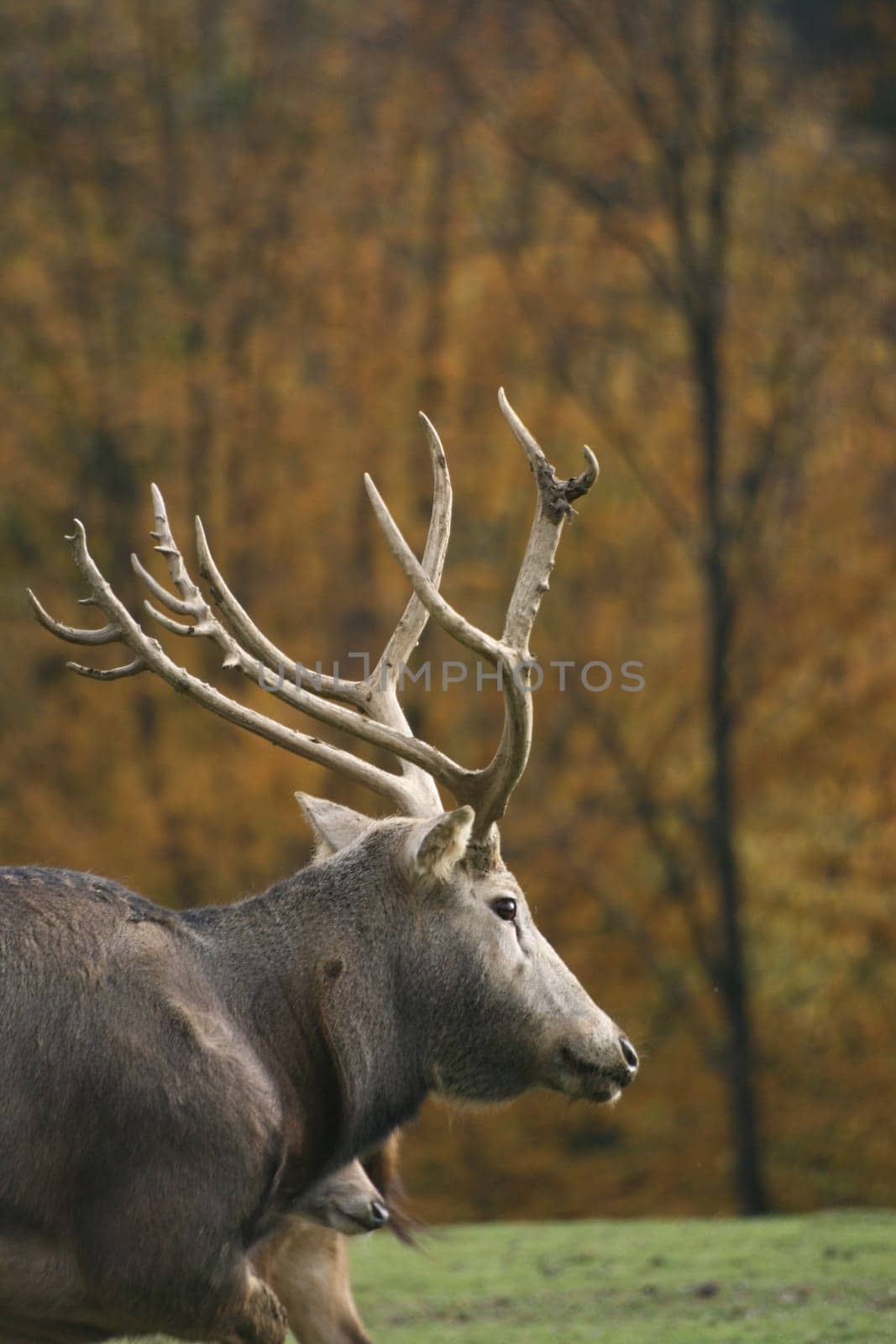 David's deer