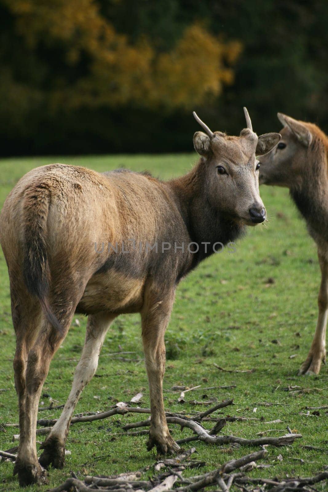 David's deer