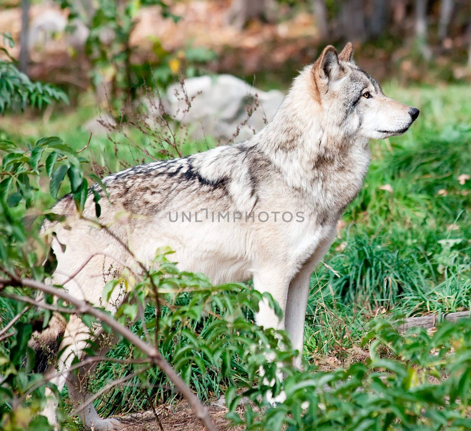 A gray wolf is standing and looking ahead