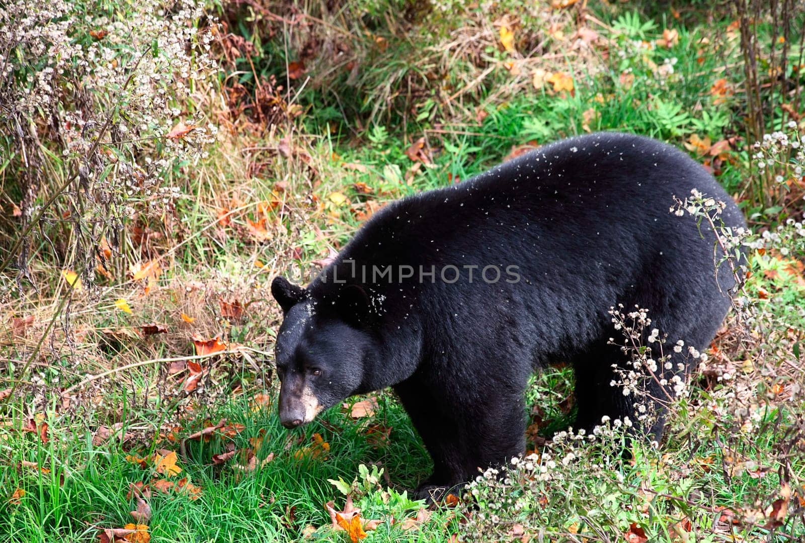 An american black bear is walking through shrubs and grass on a fall day.