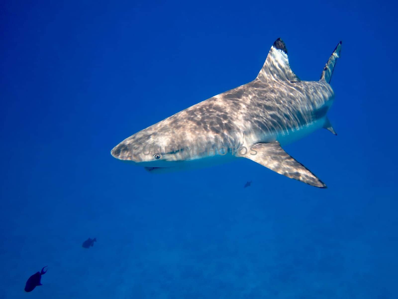 black tipped reef shark