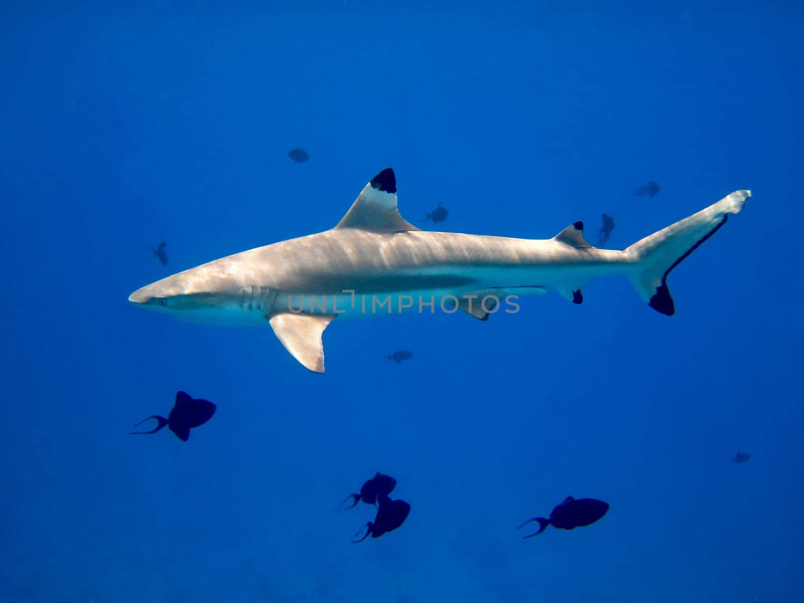 Blacktip Reef Shark