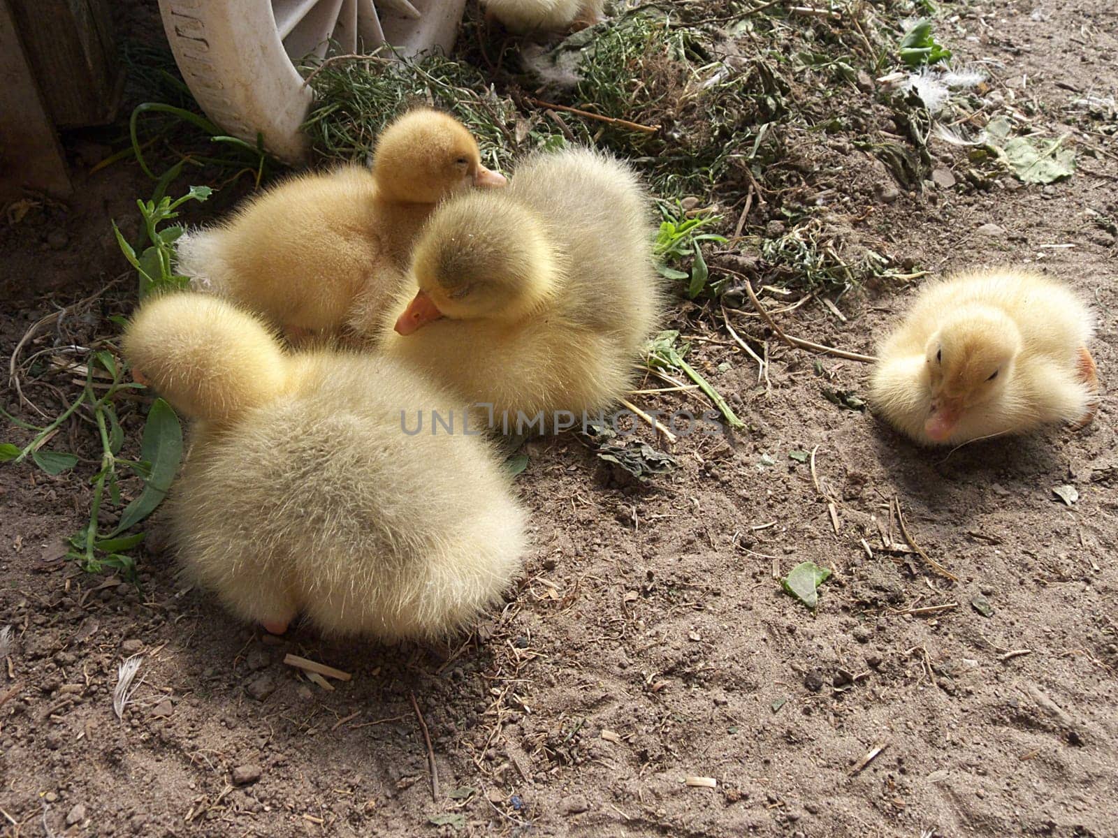 Poultry children