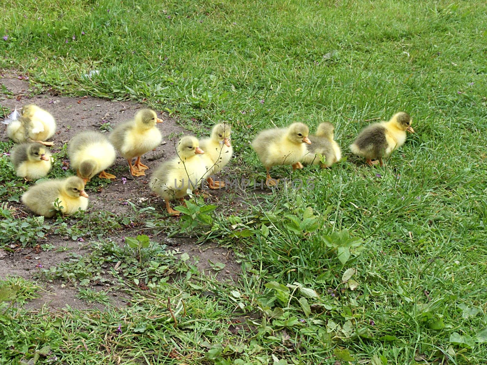 Poultry children