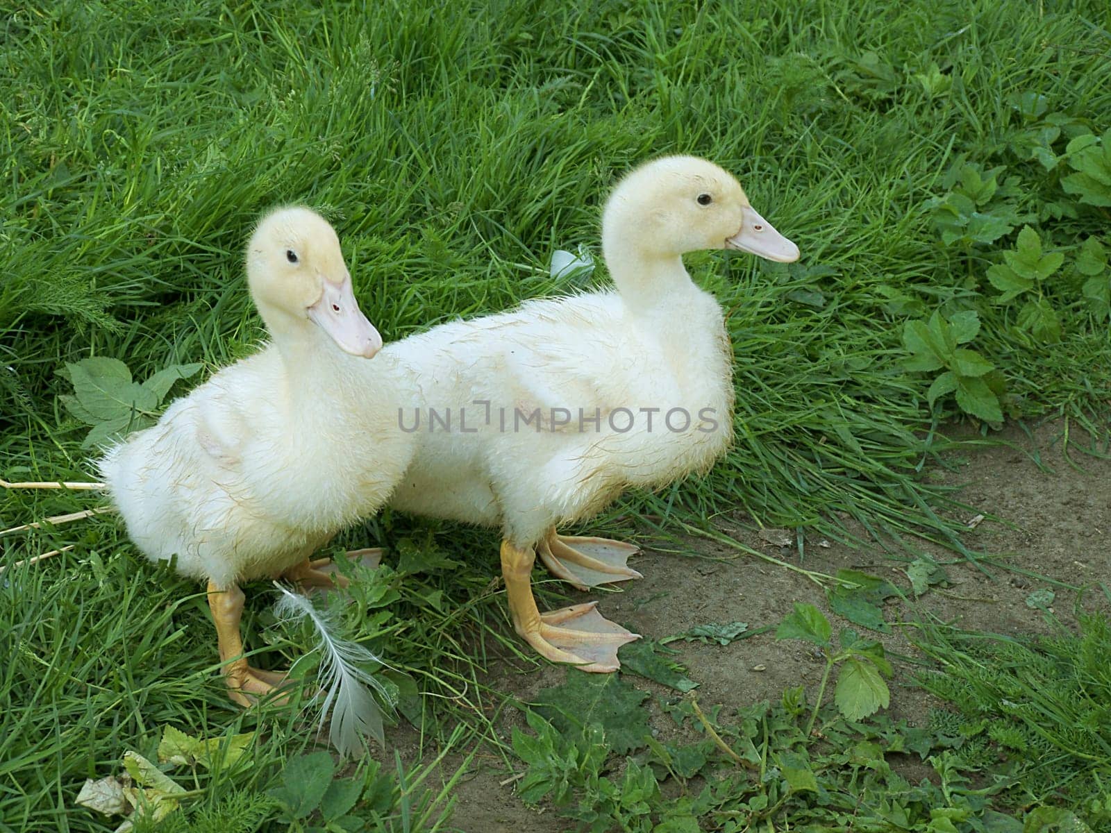 Poultry children