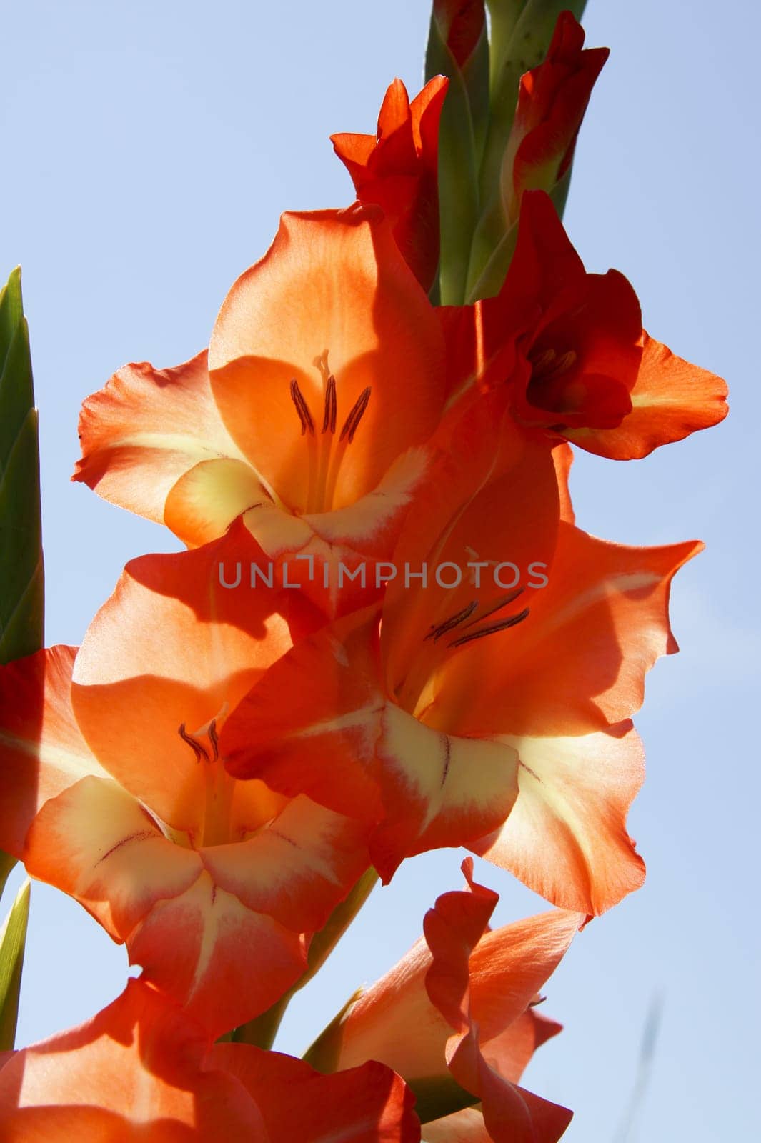 Gladiolus