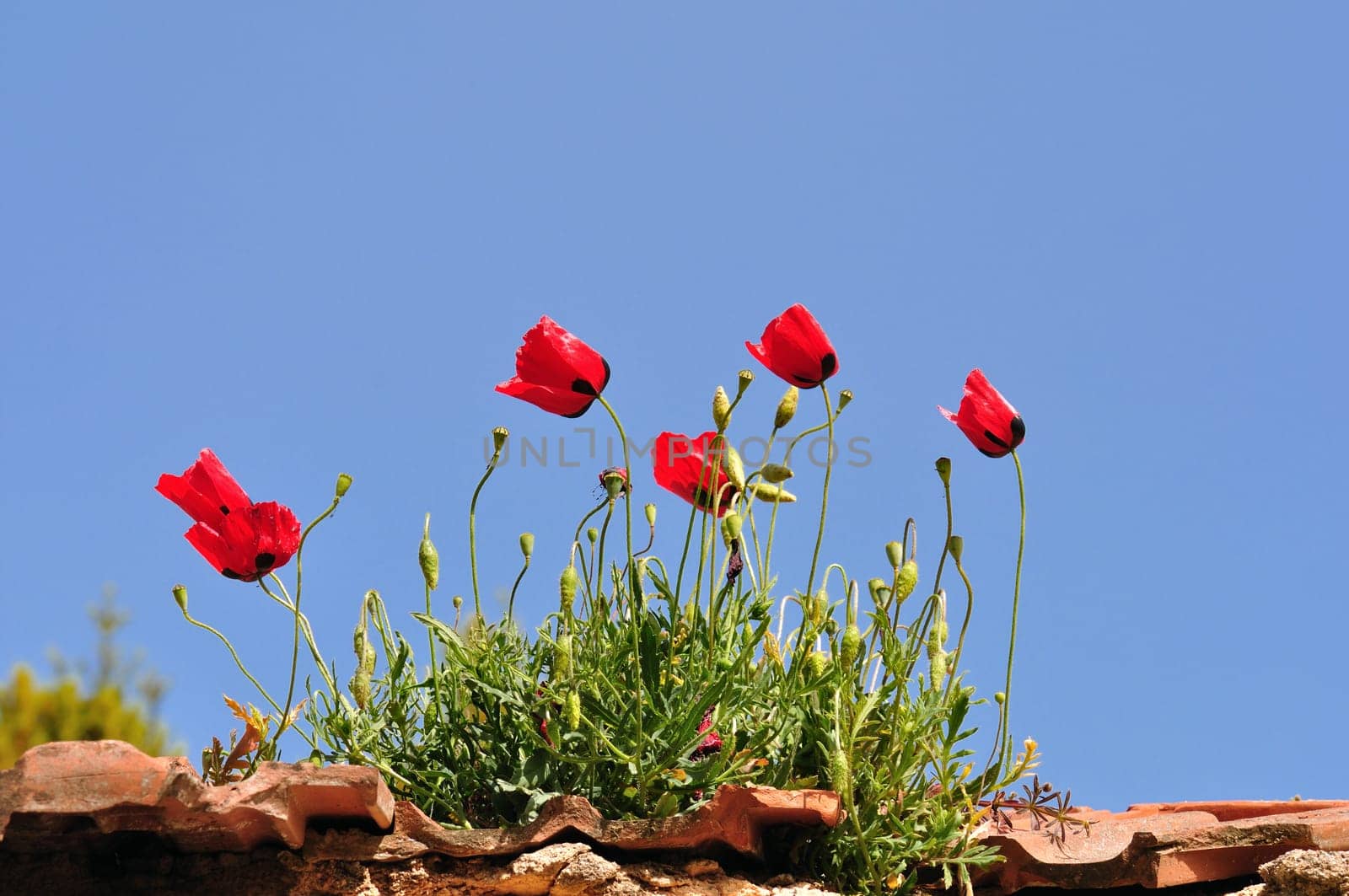Red poppy flowers on old house rooftop. Spring season background.