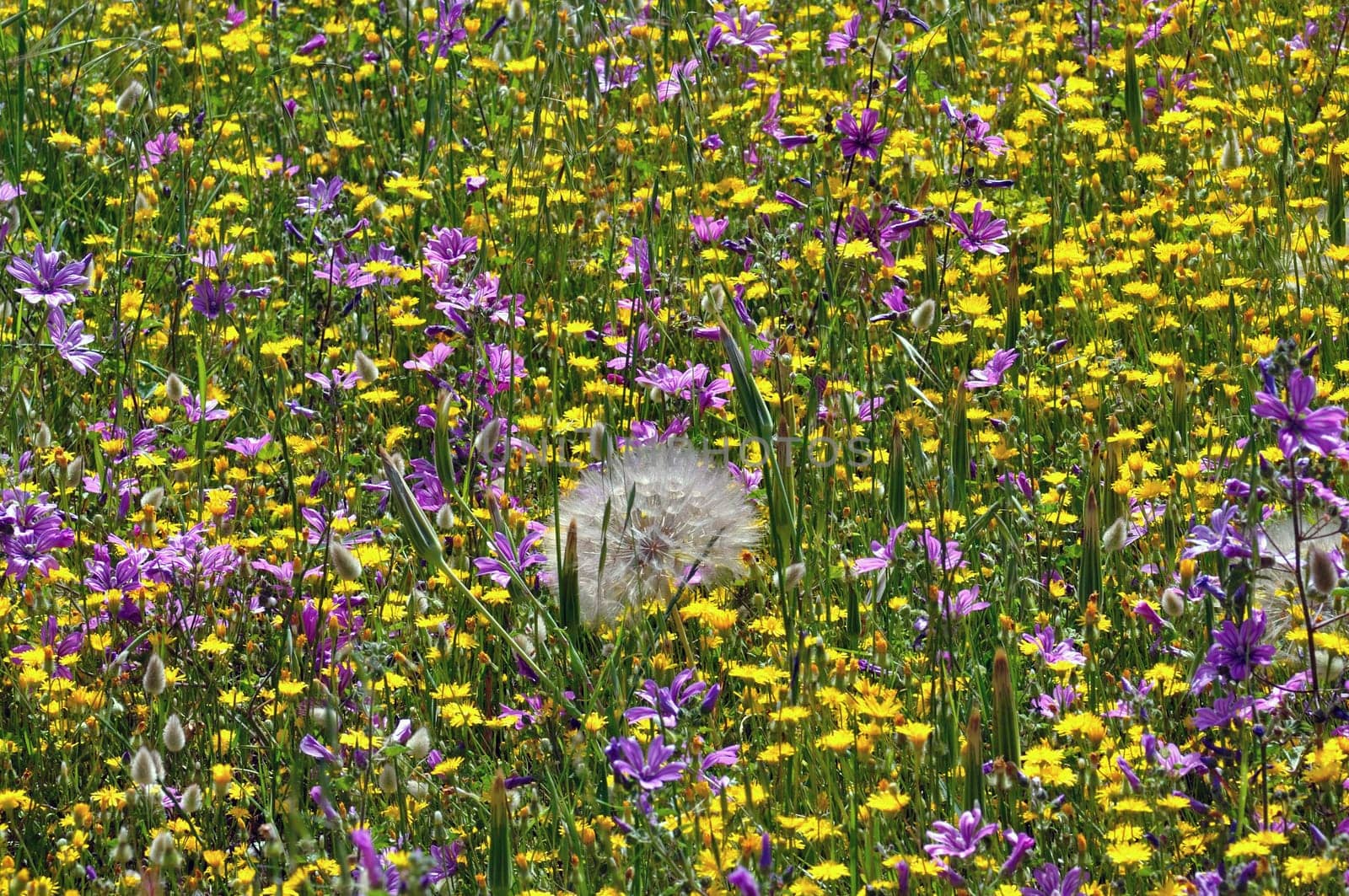 Field of blooming wild flowers. Springtime background.
