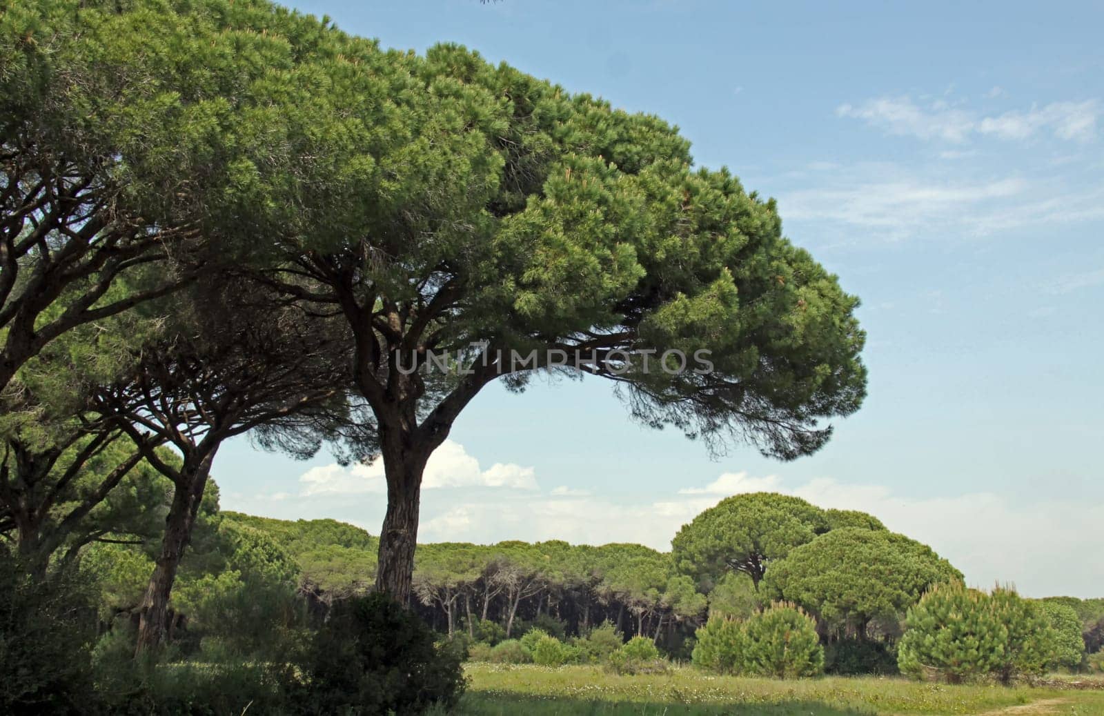 Pine trees in Maremma