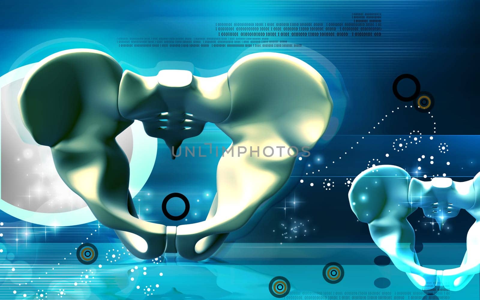 Digital illustration of pelvic girdle in colour background