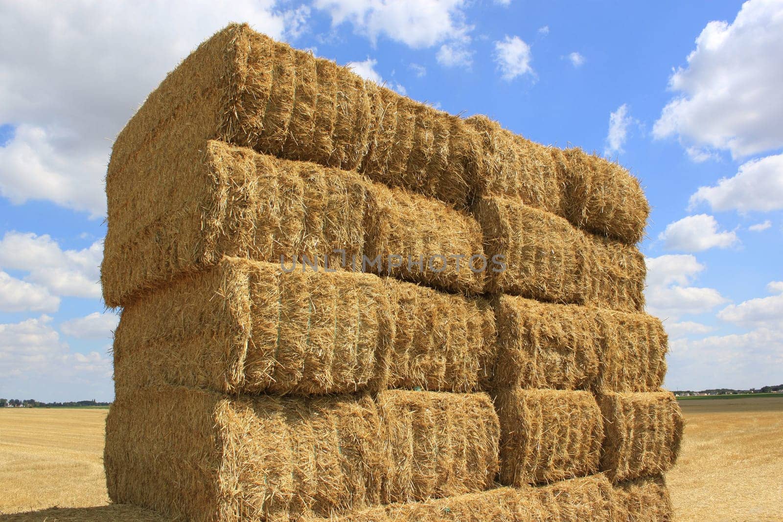 many haystacks piled on a field of wheat