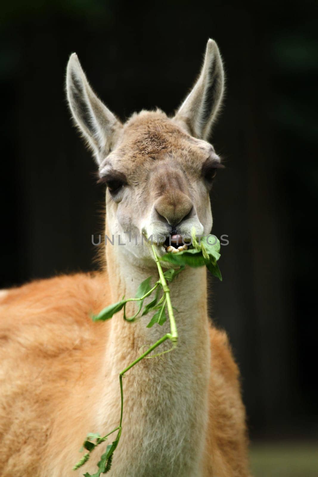 Guanaco