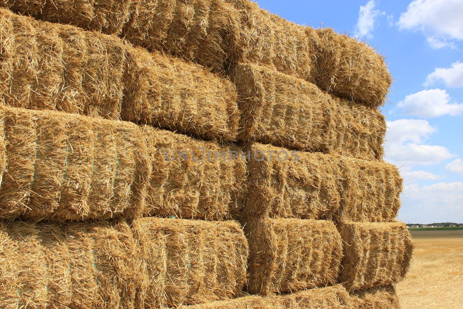 many haystacks piled on a field of wheat