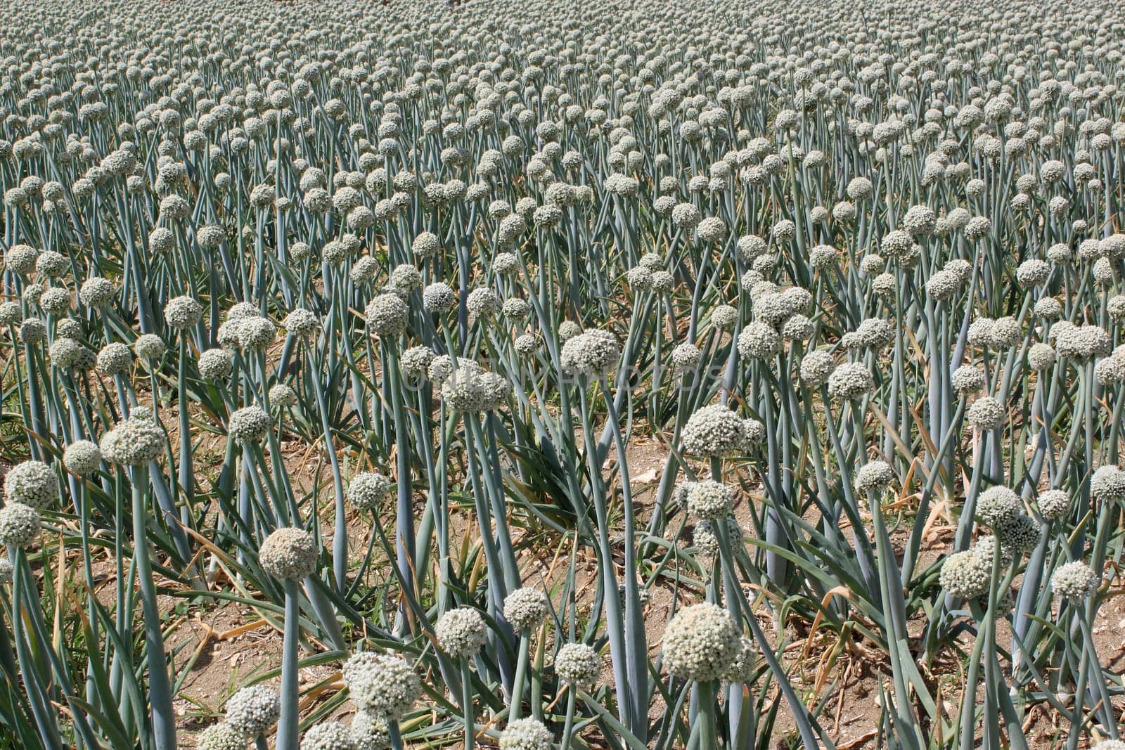 A field of onions in perspective for organic farming