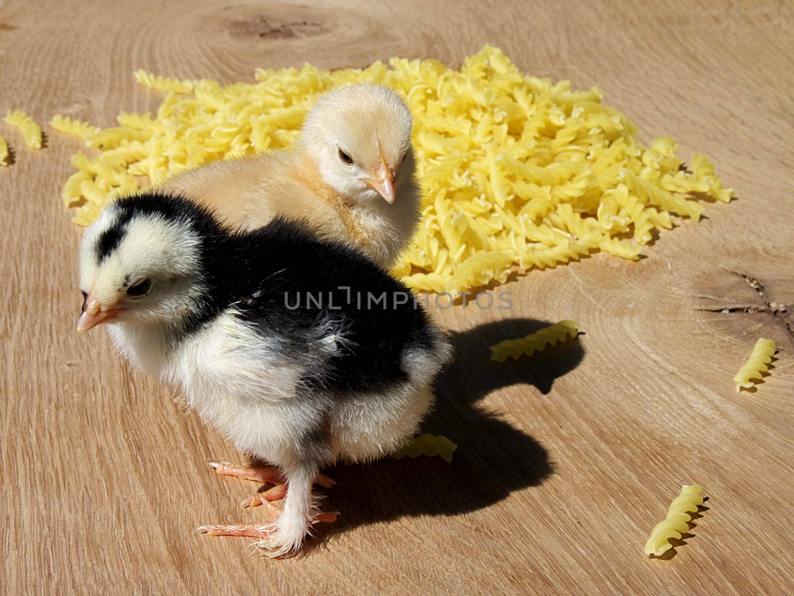 Live chicks with raw noodles on an oak board