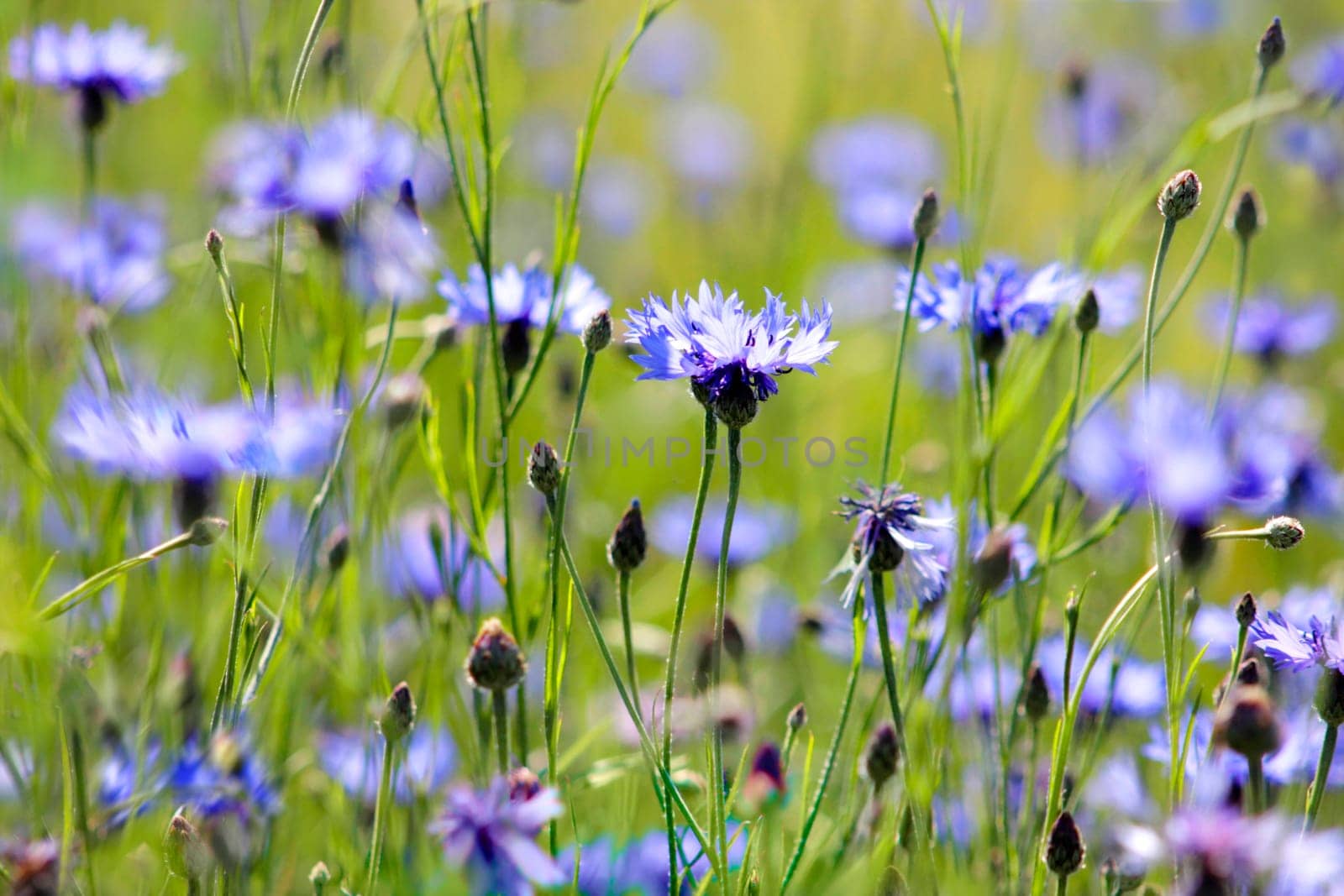 Cornflowers,buds and flowers,Centaurea