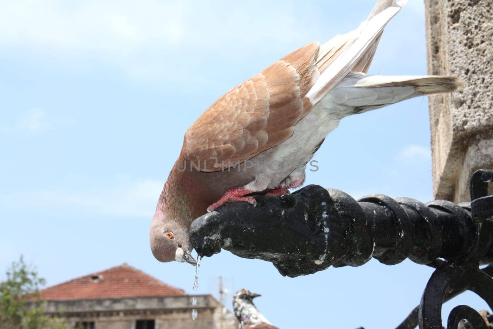 Dove drinks at the fountain