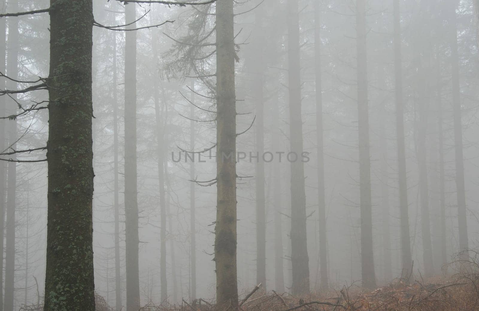 Fog