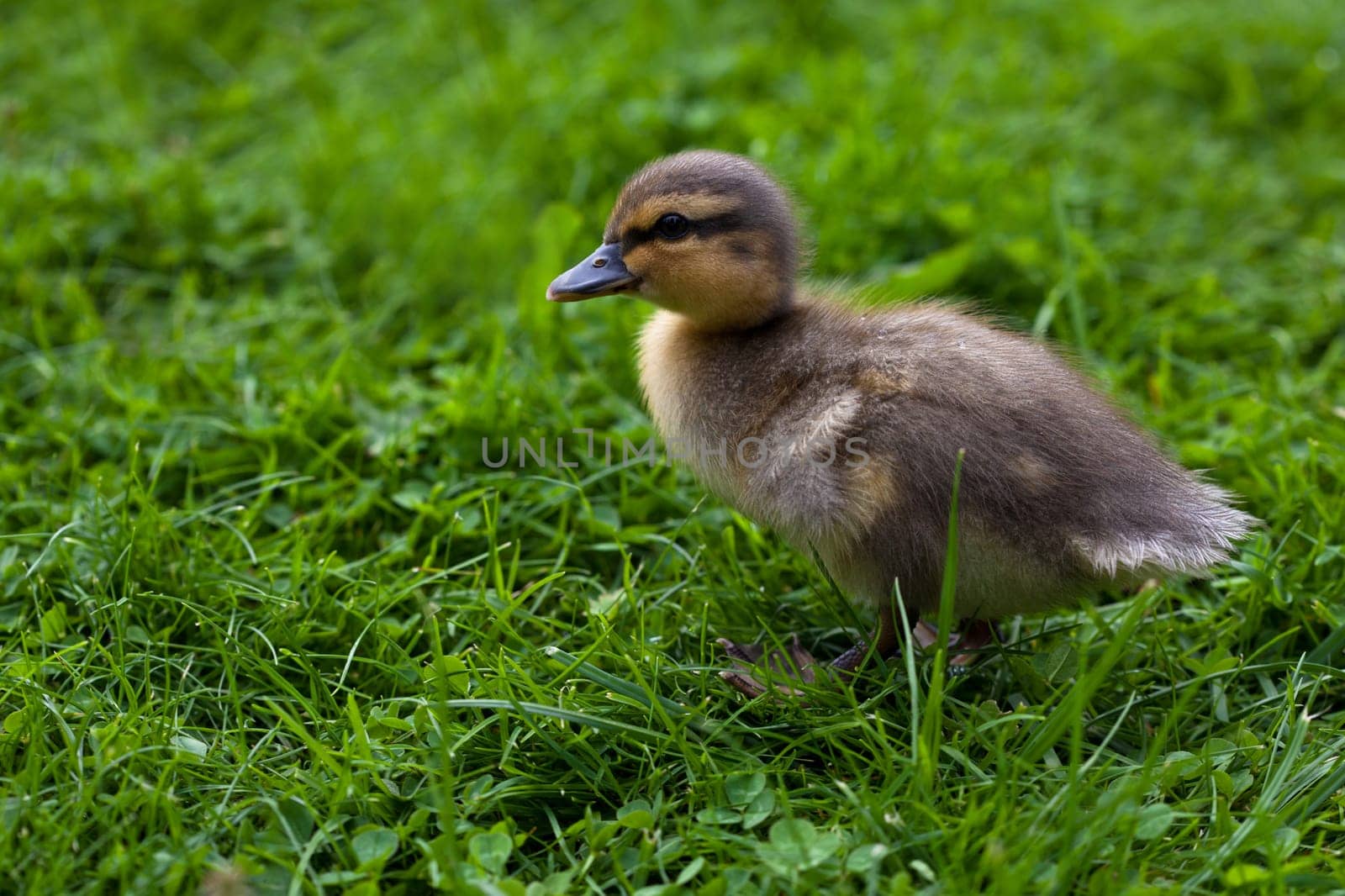 young ducks ...